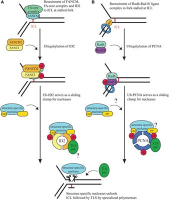 Frontiers | Coordinated Cut And Bypass: Replication Of Interstrand ...